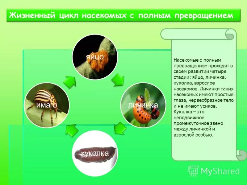 фазы развития насекомого с полным превращением. жизненный цикл насекомых с полным превращением. жизненный цикл насекомых с полным превращением. гусеница куколка бабочка процесс. жизненный цикл насекомых с полным превращением.