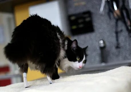 Leg cat
