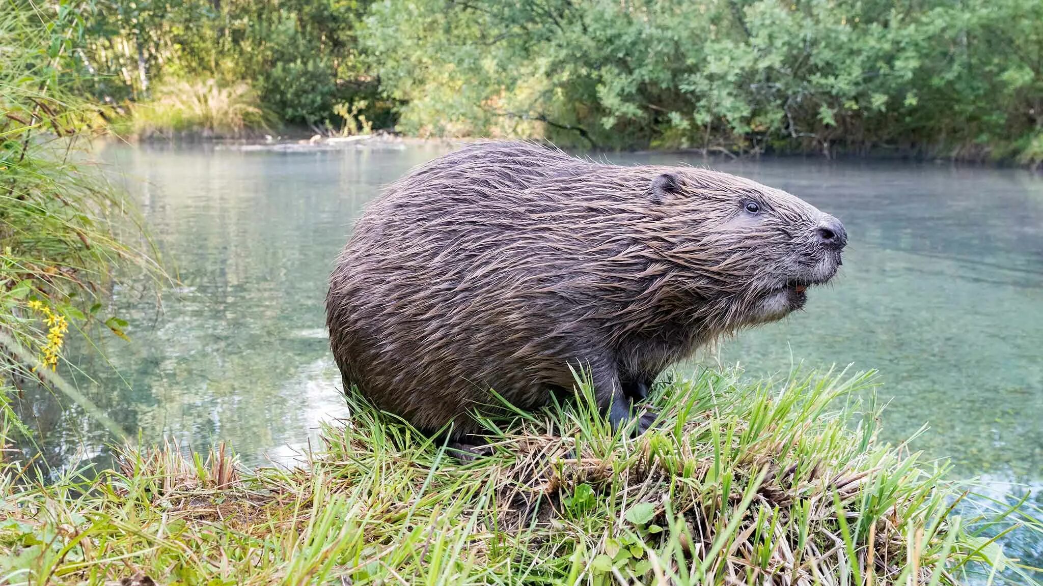 бобер по английски. бобер на белом фоне. обыкновенный бобр. бобер по английски. выдра ондатра нутрия.