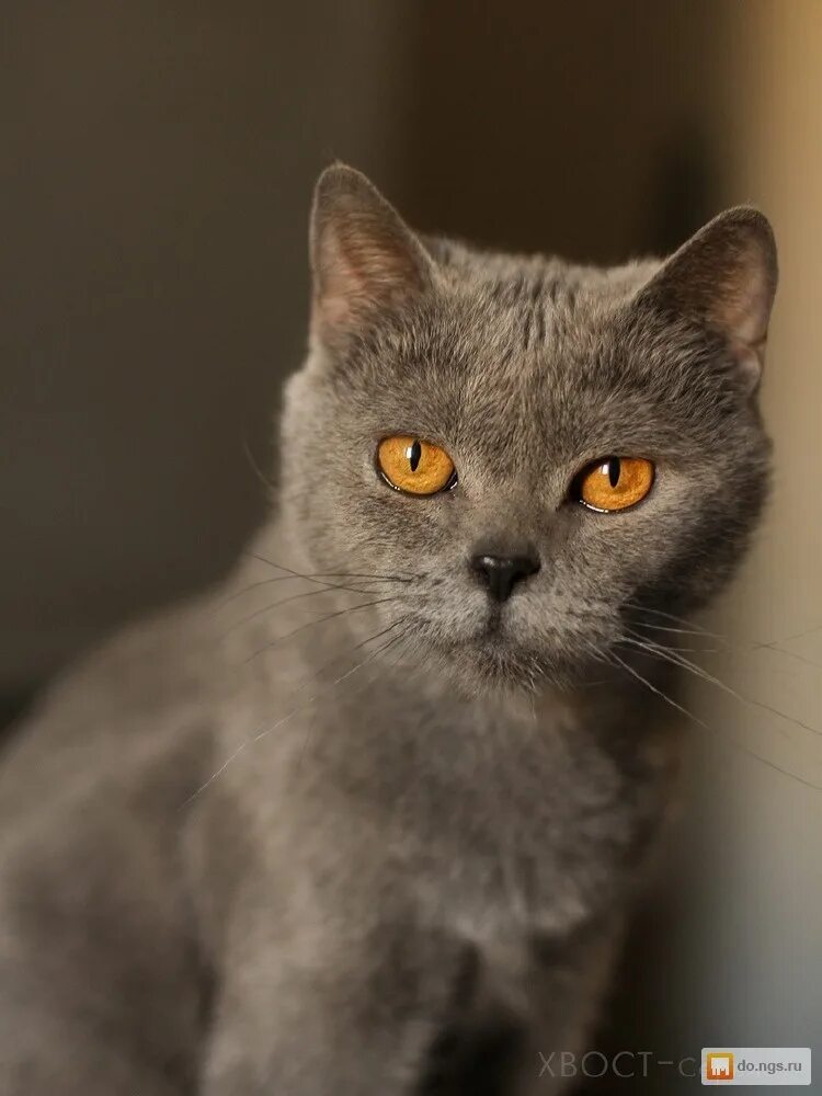 Серая кошка фенотип британской. Британец шоколадный мрамор. Фенотип сибирского котенка. Генотип кошки с шерстью. Фенотип британской кошки.