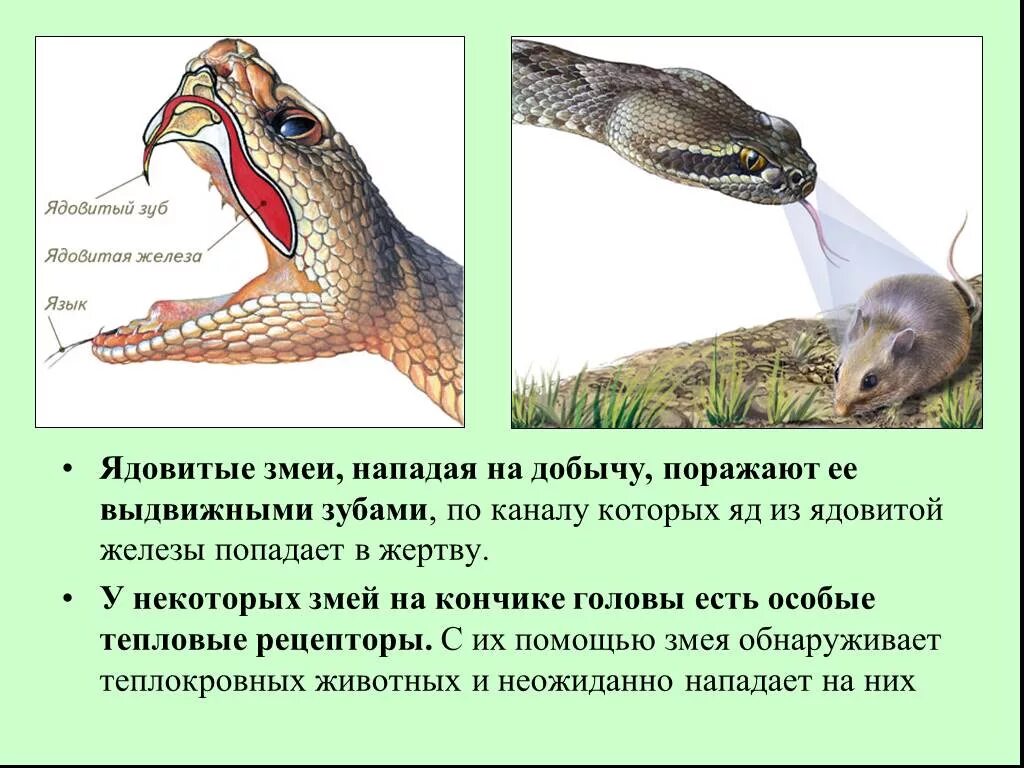 Строение ядовитой желез змеи. Характеристика змей.