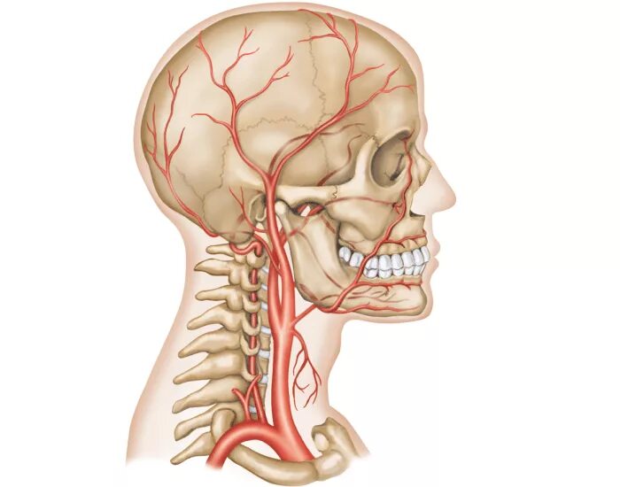 Сонные артерии на шее человека фото. Сосуды шеи Сонная артерия. Наружная Сонная артерия анатомия. Артерии головы и шеи анатомия.
