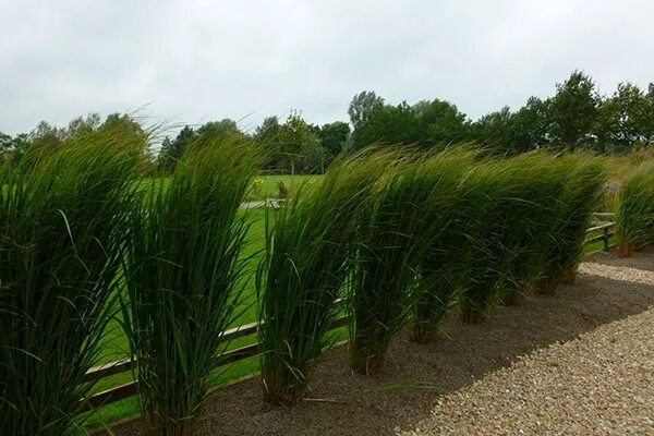 Просо в ландшафтном дизайне Panicum virgatum 'Dallas Blues' A "Must Have" For Utah Gardeners! Ornamental g