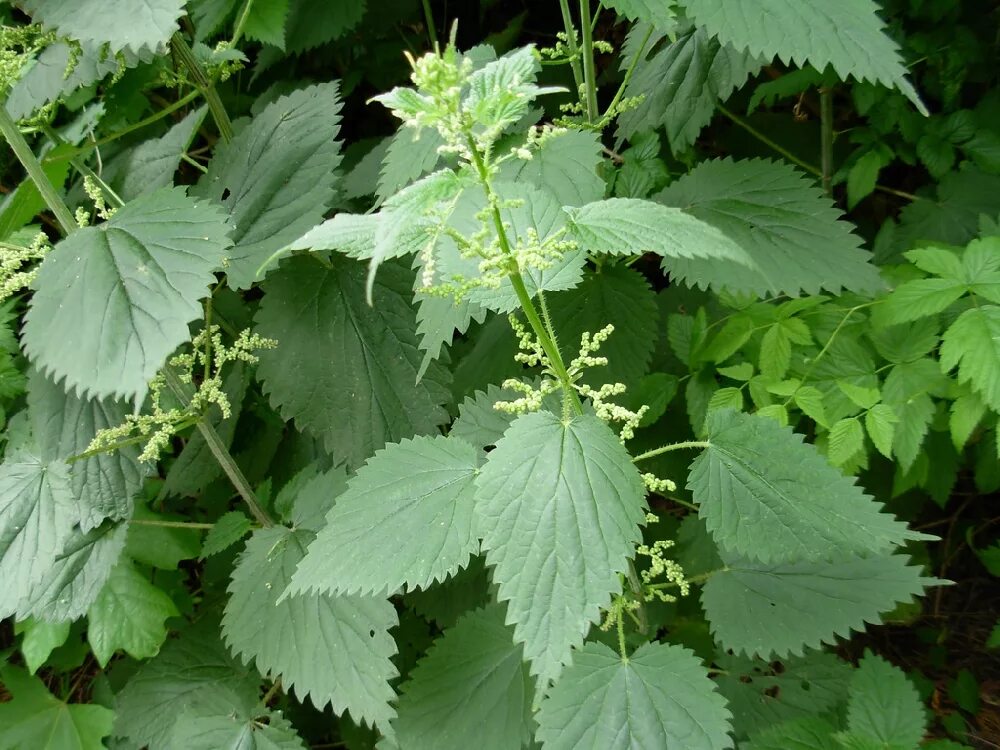 Калина крапива. Крапива двудомная. Крапива двудомная (Urtíca dióica). Крапива (Urtica dioica). Крапива двудомная (URTICADIOICAL.).