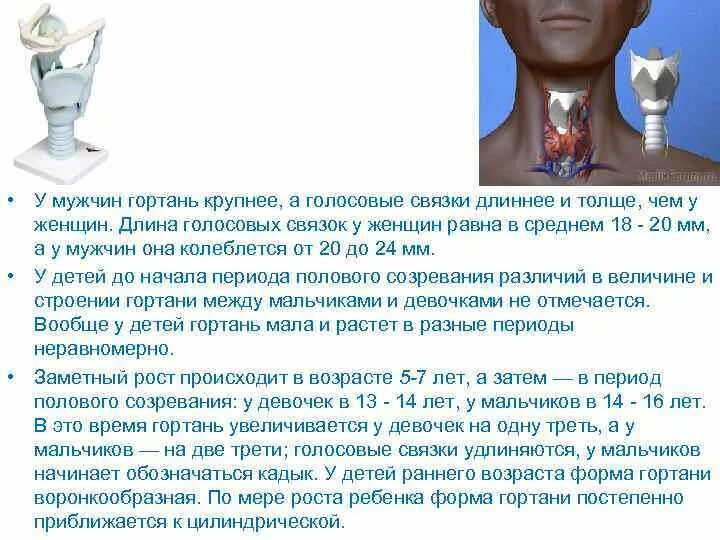 Голосовые парней. Голосовые связки мужчин и женщин. мужские голосовые связки. голосовая связка гортани. голосовые связки у женщин.