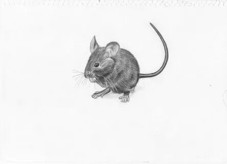 Mouse that is
