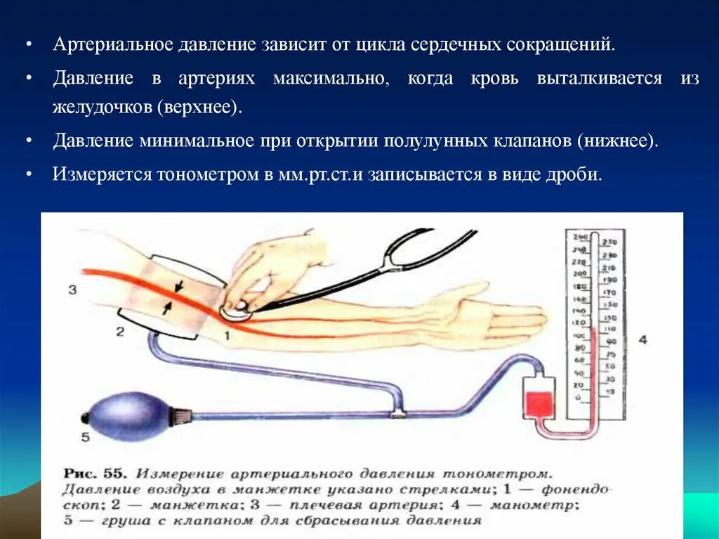 Артериальное давление крови регуляция. Артериальное давление зависит от. Артериальное давление завис. Величина артериального давления зависит от.