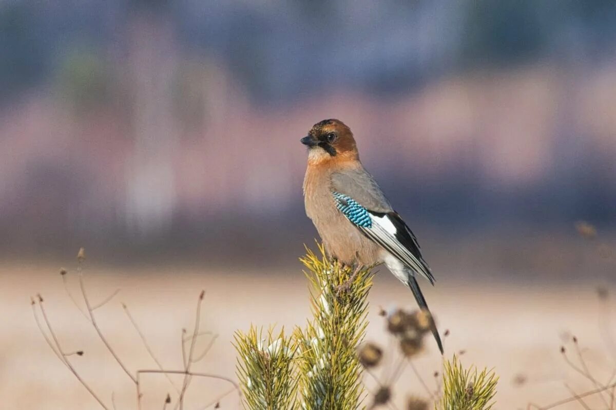 Родники птица. Птица Сойка Сибирская. Сойка garrulus glandarius. Сойка птица в Сибири. Птицы Урала Сойка.