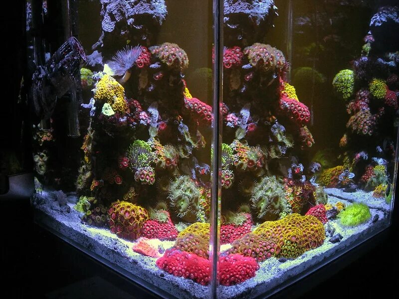 Reefcentral. Морской аквариум. Морской нано аквариум. Маленький морской аквариум. Сетка на морской аквариум.