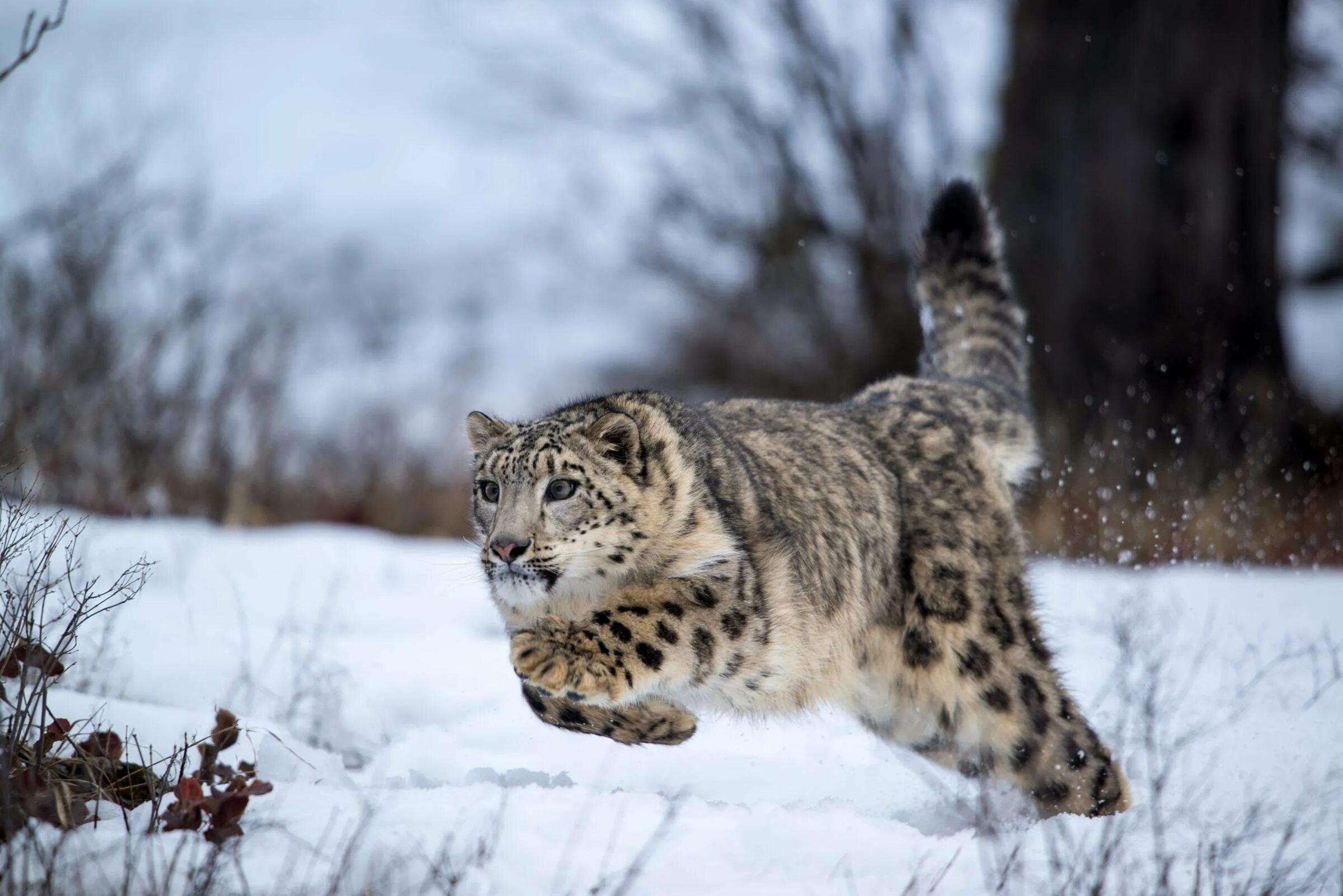 На какую длину способен прыгнуть снежный барс. Снежный Барс (Ирбис, снежный леопард). Снежный Барс на памире. Снежный Барс uncia uncia. Барс и леопард.