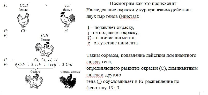 При скрещивании курицы с листовидным гребнем. Эпистаз окраска кур. Доминантный эпистаз схема. Доминантный эпистаз у кур. Наследование окраски оперения у кур.