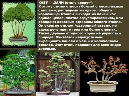 У какого растения несколько стволиков