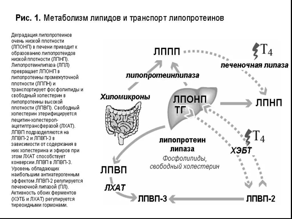 Печень какие гормоны. Схема метаболизма липопротеидов. Обмен липопротеинов биохимия схема. Фермент антиатерогенных липопротеинов. Метаболизм липопротеинов биохимия.