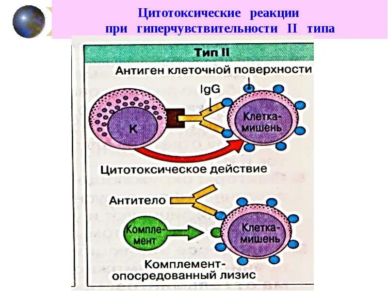2 тип аллергических реакций цитотоксический. Реакции 2 типа цитотоксические. реакции ii типа (цитотоксические реакции). реакция гиперчувствительности 2 типа. схема аллергической реакции 2 типа.