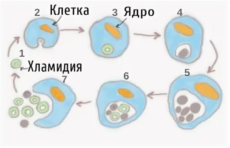 Хламидии строение клетки. Chlamydia trachomatis строение. Схема жизненного цикла хламидии. Хламидия трахоматис строение.