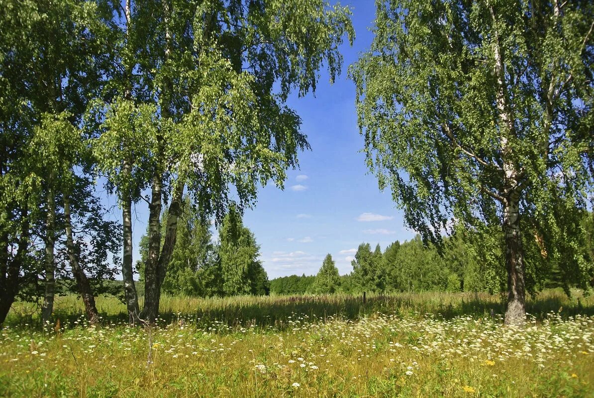 Родные просторы России. Родные просторы Кировская область. Березки и бескрайние просторы. Родной край Россия.