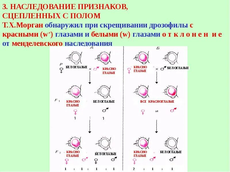 Закономерности наследования т моргана. Наследование признаков у дрозофилы таблица. Наследование признаков сцепленных с полом. Наследование сцепленных признаков у дрозофилы. Закономерности наследования сцепленных генов.