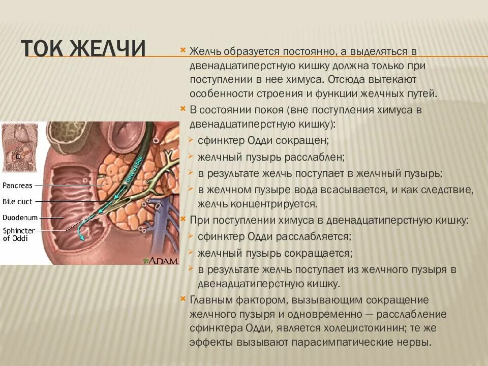 Функции желчи в двенадцатиперстной кишке. 12 перстная кишка и сфинктер одди. сфинктеры 12 перстной кишки. желчный пузырь сфинктер одди. сфинктер строение и функции.