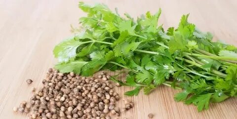 Кинза это кориандр или разные растения