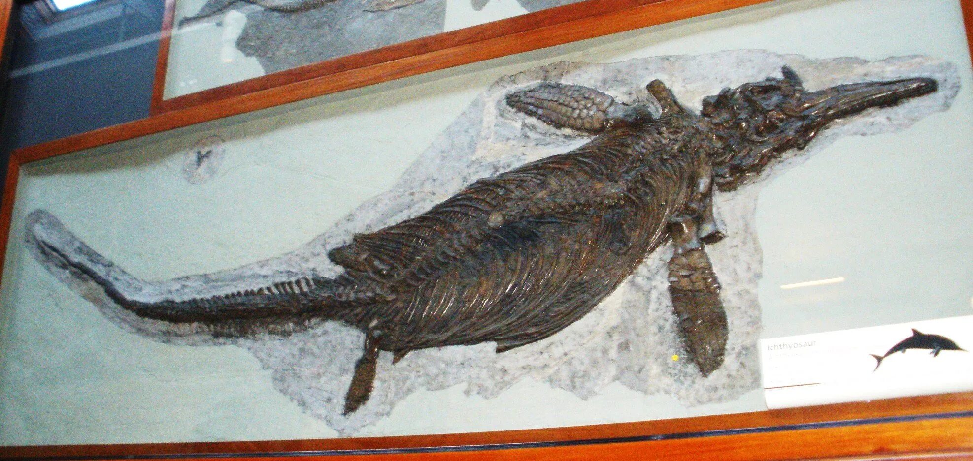 Вымершее морское пресмыкающееся с рыбообразным телом. Ichthyosaurus communis. Ихтиозавр Гектора. Ихтиозавр Жюля верна. Ихтиозавр динозавр.