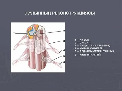 Ең жас анальный порно