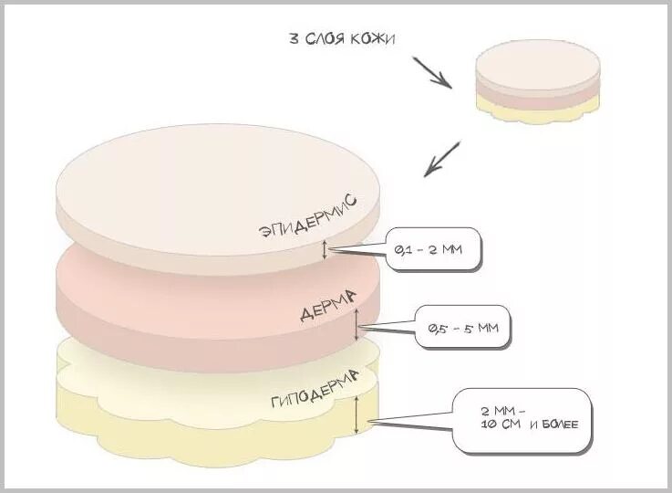Ширина кожи. Толщина кожи человека в мм. Толщина слоев кожи на лице. Толщина слоев кожи человека. Толщина слоев кожи в мм.