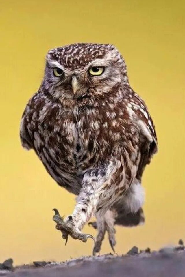 Сыч детеныш. Три совы. Стая сов. Филин птенец. Сова кроличий сыч кроличий сова.