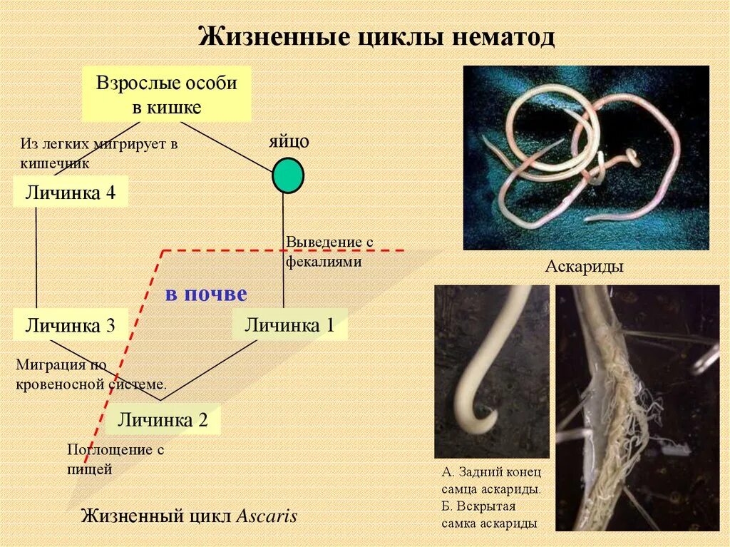 Схема миграции личинок аскариды в теле человека. Цикл развития круглых червей черви. Цикл развития круглых червей нематоды.