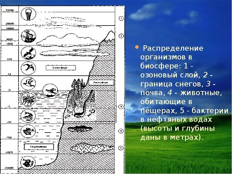 Живое вещество распределено в биосфере. Распределение живых организмов в биосфере. Распространение жизни в биосфере. Распространение живых организмов в биосфере. Распространение жизни в биосфере схема.