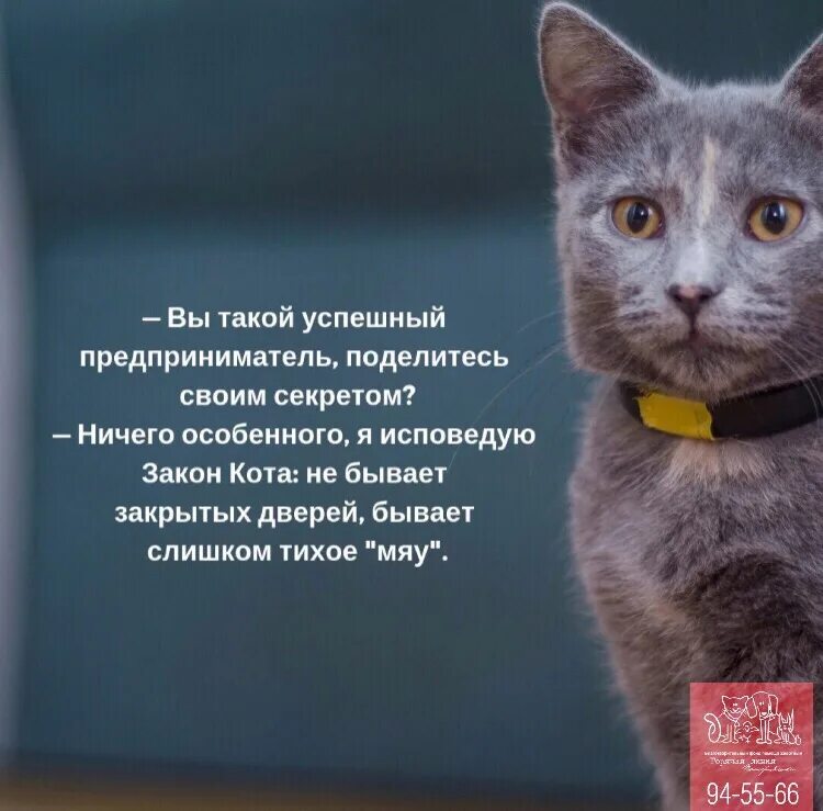 Котик скажи мяу