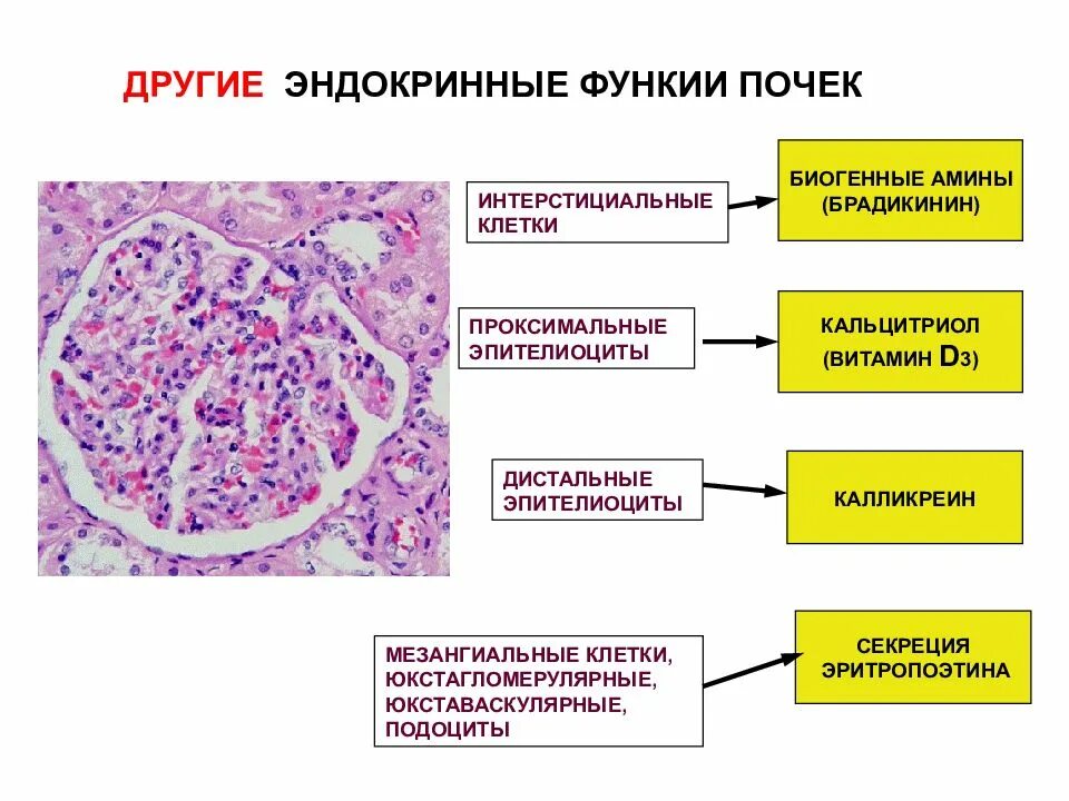 Мезангиальные клетки почек гистология. Мезангиальные клетки нефрона. Мезангиальные клетки почек функции. Мезангиальные клетки простагландинового аппарата. Интерстиций почки