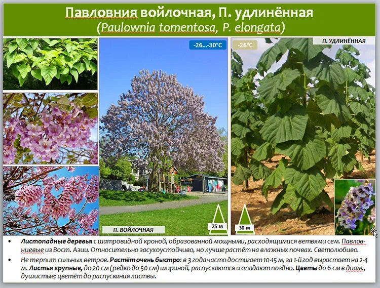 Дерево павлония саженцы фото - DelaDom.ru