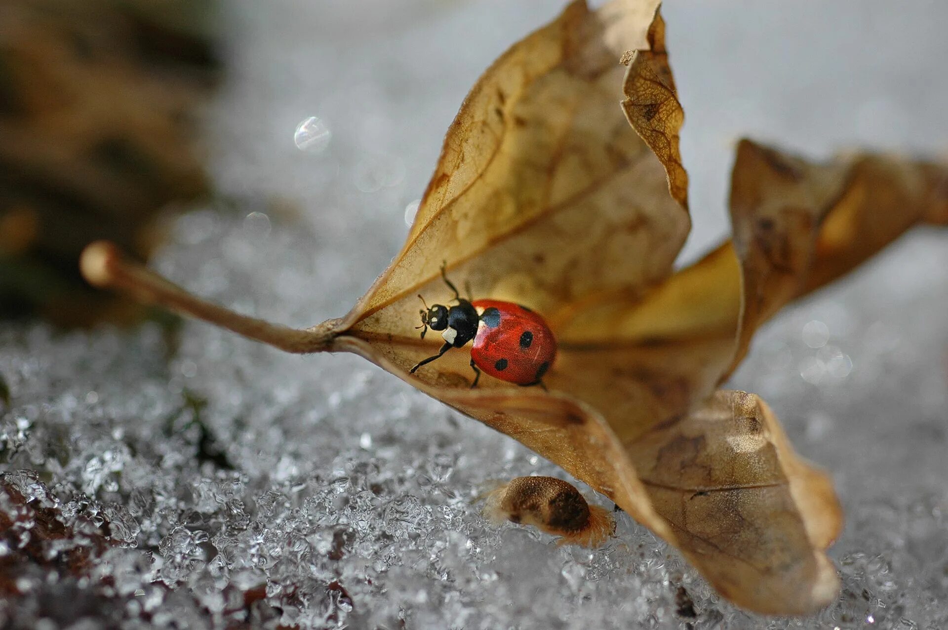 Божьи коровки зимуют. Насекомые зимой. Божья коровка зимой. Как зимуют божекоровки. Стая божьих коровок.