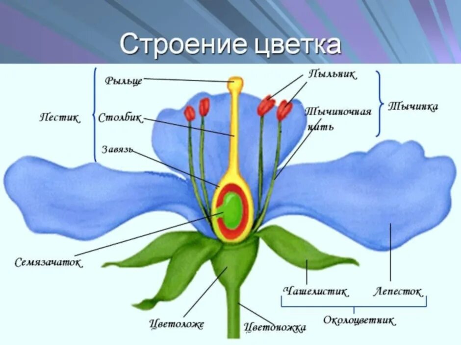 Определение цветка и его функции. Схема строения цветка 6 класс биология. чашелистики пестик тычинки венчик. структура цветка биология 6 класс. части цветка схема биология 6 класс.