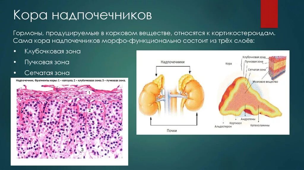 3 Зоны надпочечников. Гормоны коркового слоя надпочечников. Пучковой зоне коры надпочечников.