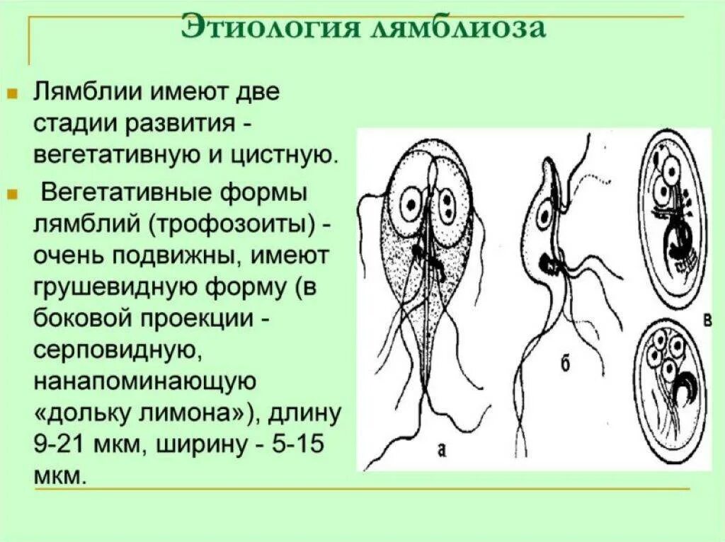 Лямблии как узнать. Лямблии трофозоиты. вегетативная форма лямблии. лямблия циста строение. сообщение о лямблии по биологии.