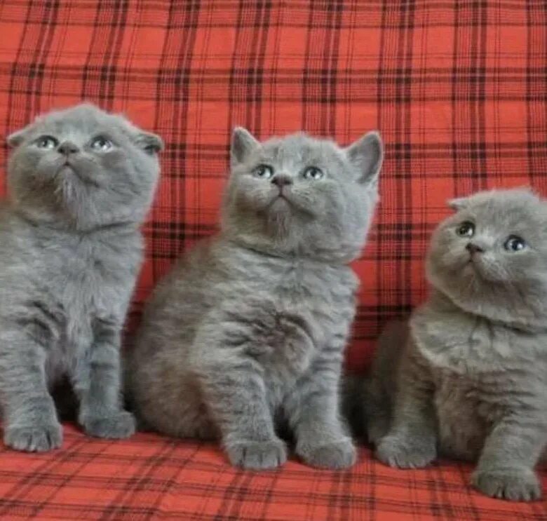 Шотландская британская разница. Британские вислоухие котята. Британская вислоухая кошка. Шотландская вислоухая (или скоттиш-фолд). Коты вислоухие Шотландские и британские.