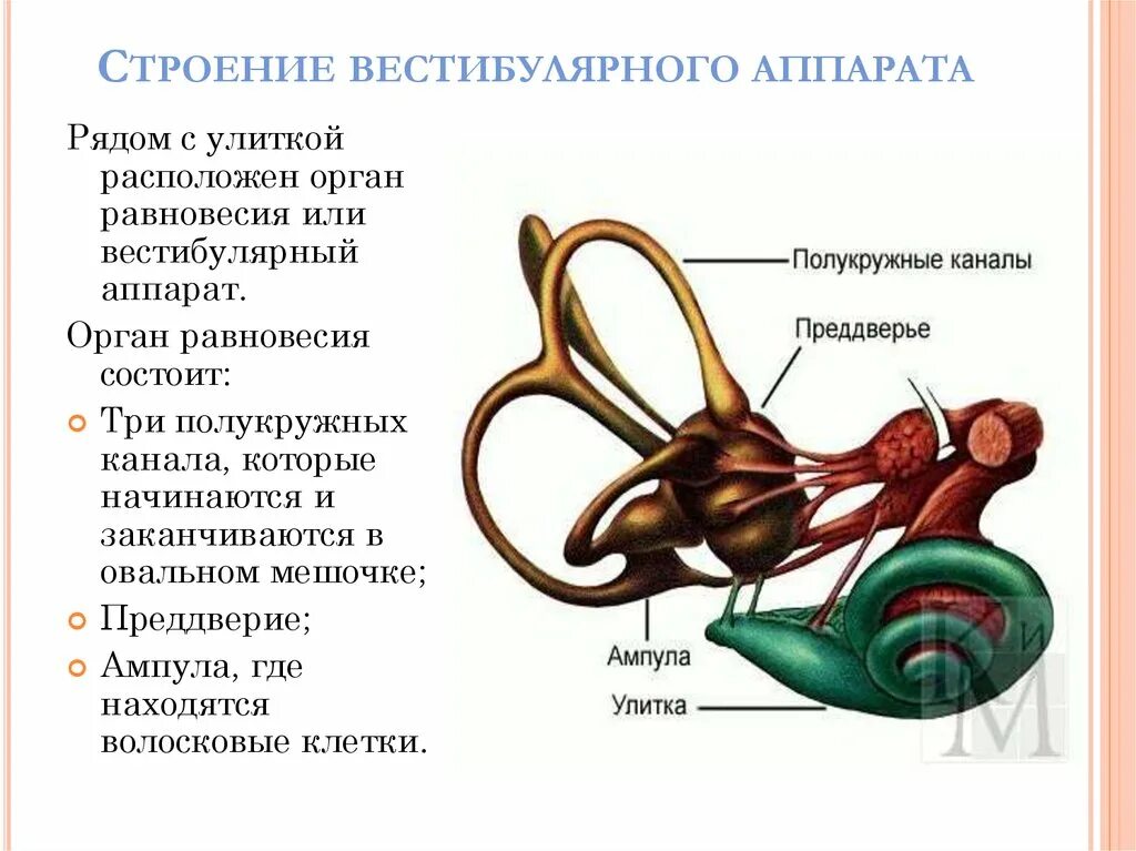 Какое значение имеет вестибулярный аппарат. Вестибулярный аппарат отолитовый аппарат. Вестибулярный анализатор внутреннее ухо. Строение анализатора органа равновесия. Улитка в вестибулярном аппарате строение и функции.