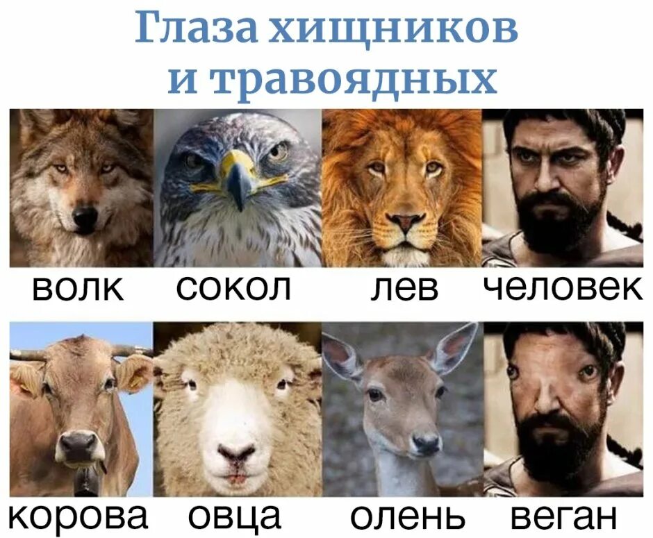 Бинокулярное и бинокулярное зрение хищники и травоядные. Глаза животных. Глаза хищника и травоядного. Глаза хищных млекопитающих. Глаза хищника и травоядного.