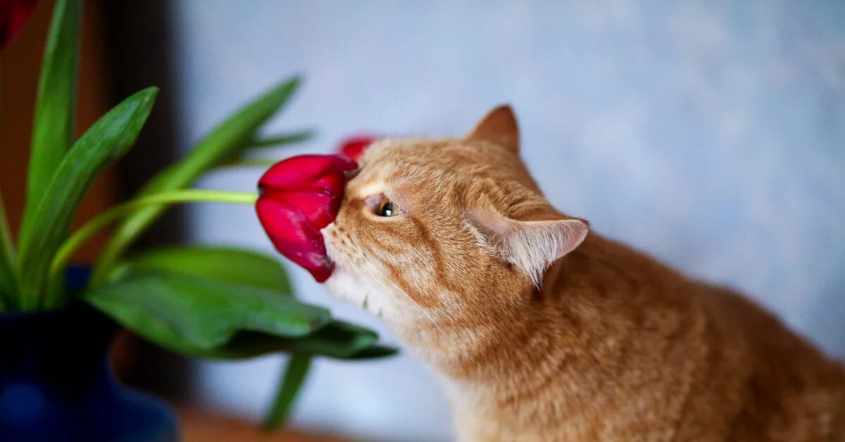 Кот с тюльпанами. Котейка в тюльпанах. Кот с тюльпанами картинка. Тюльпанчик и котик. Тюльпаны для кошек ядовиты или нет