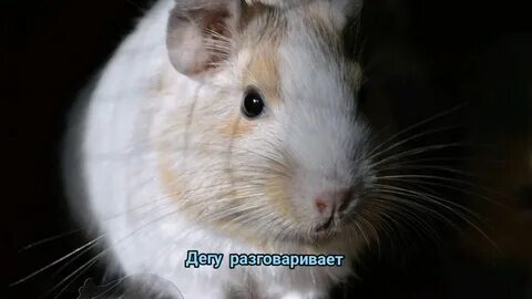 Звуки издаваемые белками