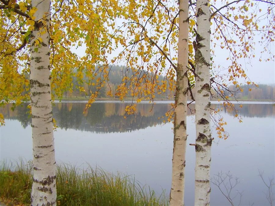 Осень березы озеро. Березы России. Березы у озера. Березы у воды. Облетевшей березке