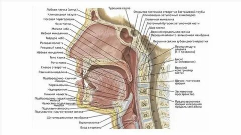 Анатомия кольца