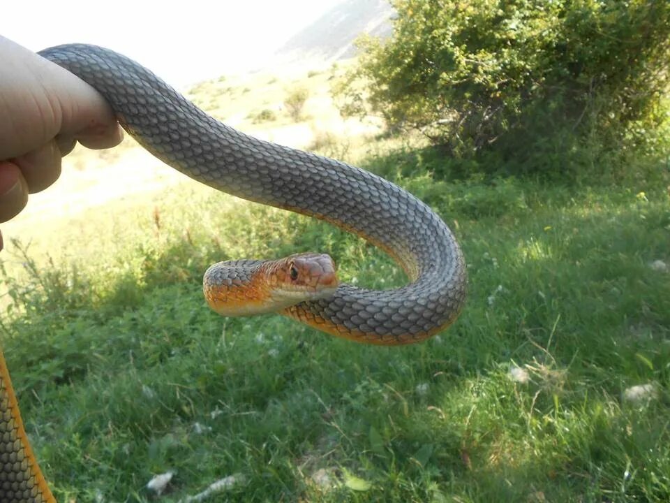 Желтобрюхий полоз. Желтобрюхий полоз (Dolichophis caspius). Желтобрюхий Каспийский полоз. Полоз змея желтобрюхий.