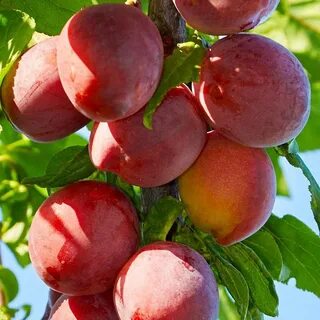 Алыча описание сорта фото отзывы опылители