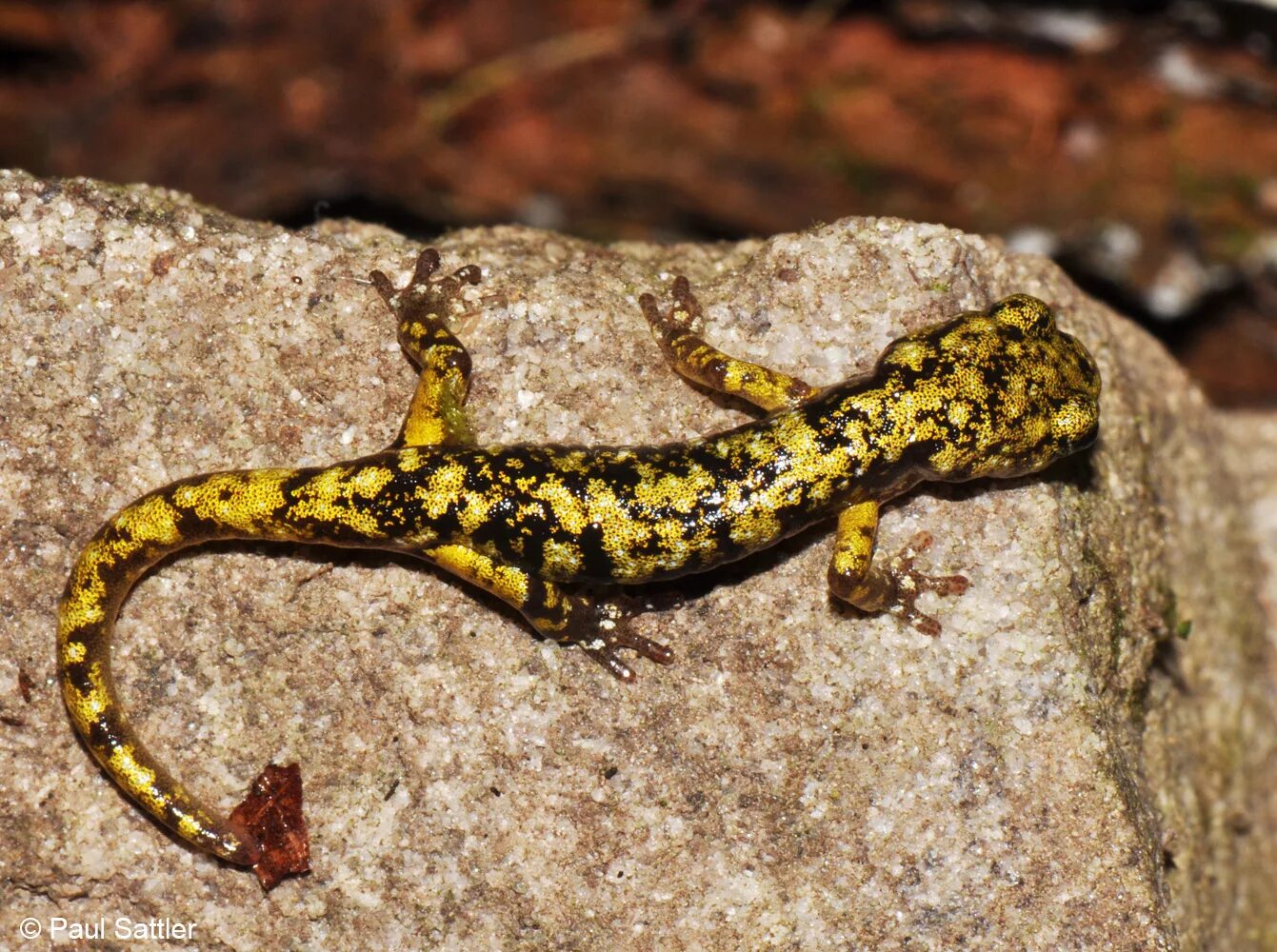 Огненная саламандра. Кожа саламандры. Саламандра с открытым ртом. Картинки на рабочий стол ядовитая саламандра. Саламандра земноводное.