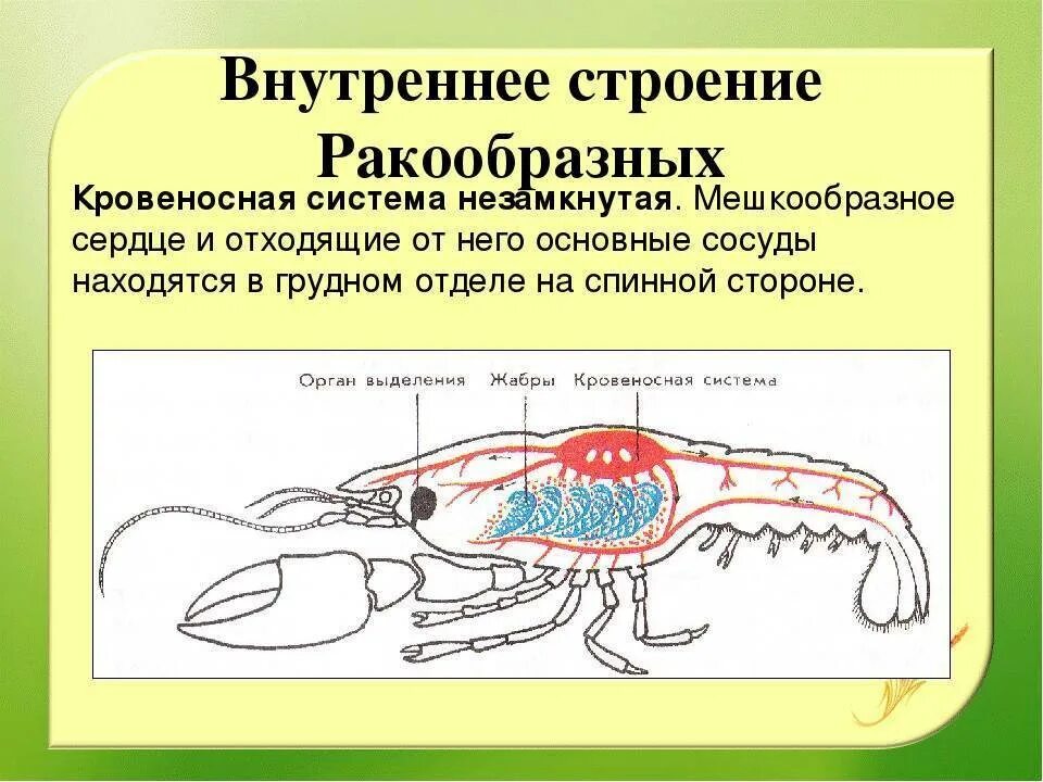 Строение кровеносной системы ракообразных. Кровеносная система членистоногих ракообразные. Кровеносная система ракообразных 7 класс биология. Внутреннее строение ракообразных.