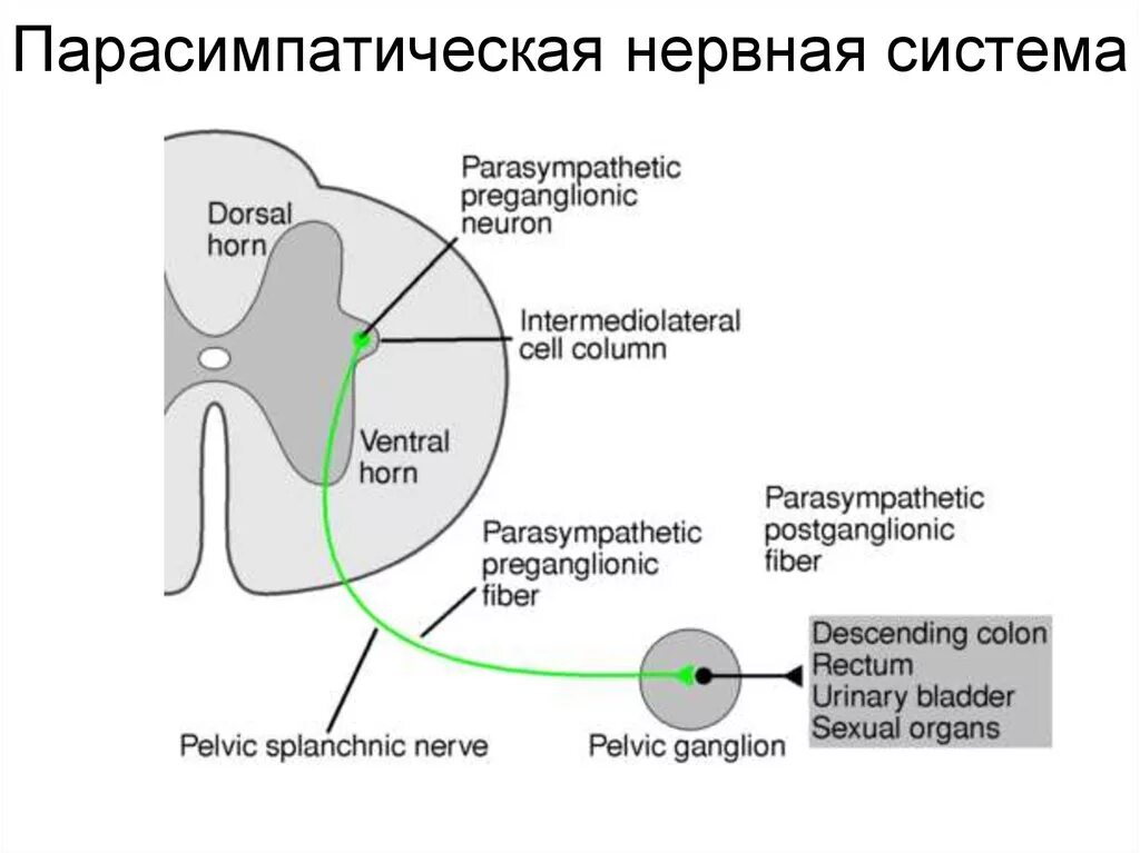 Парасимпатический отдел усиливает. Парасимпатическая нервная система. Вагосимпатическая нервная система. Парасимпатическая система. Парасимпатическая парасимпатическая нервная система.