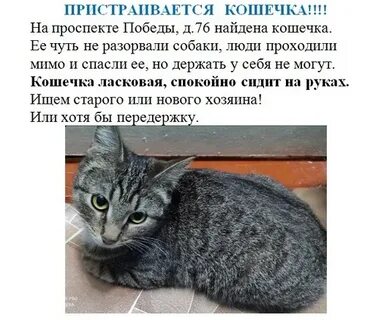 Подобрали кошку делать