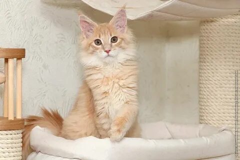 Имя для кота мейн